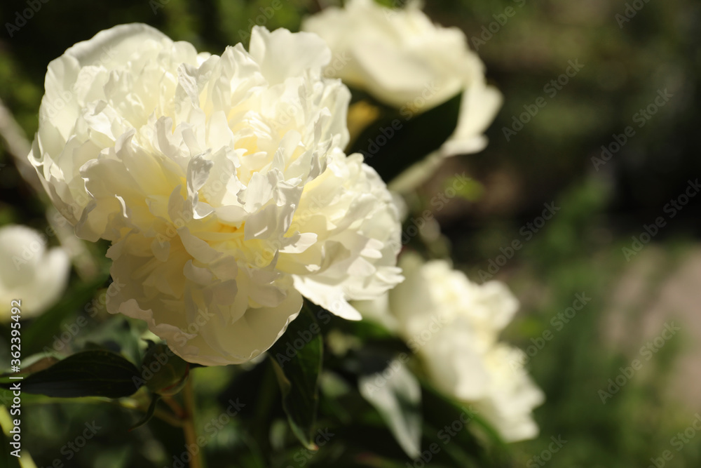 Closeup view of blooming white peony bush outdoors Closeup view of blooming white peony bush outdoors