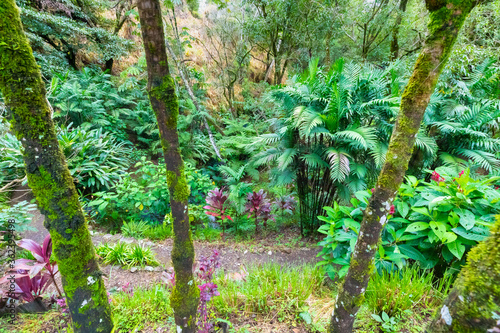 Costa Rica path in the tropical jungle