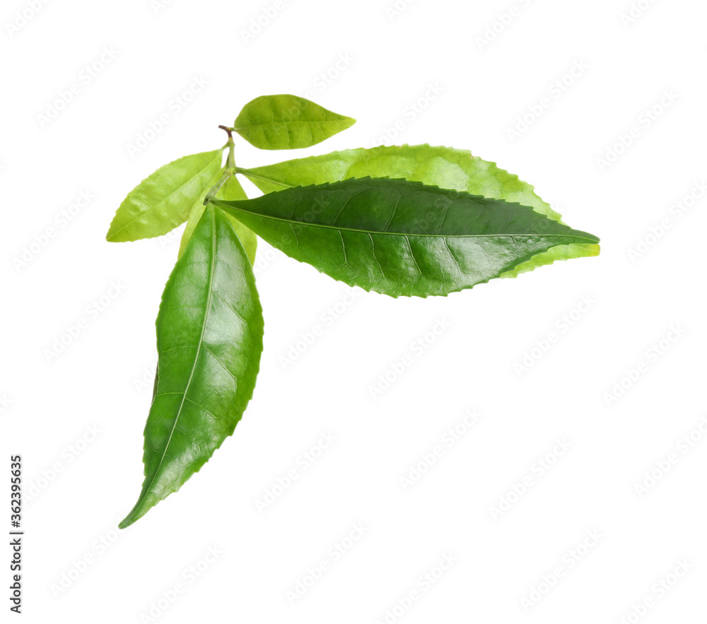 Obraz premium Green leaves of tea plant isolated on white