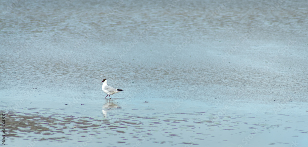 isolated seagull on beach during low tide eating some worms . bi isolated seagull on beach during low tide eating some worms . bi