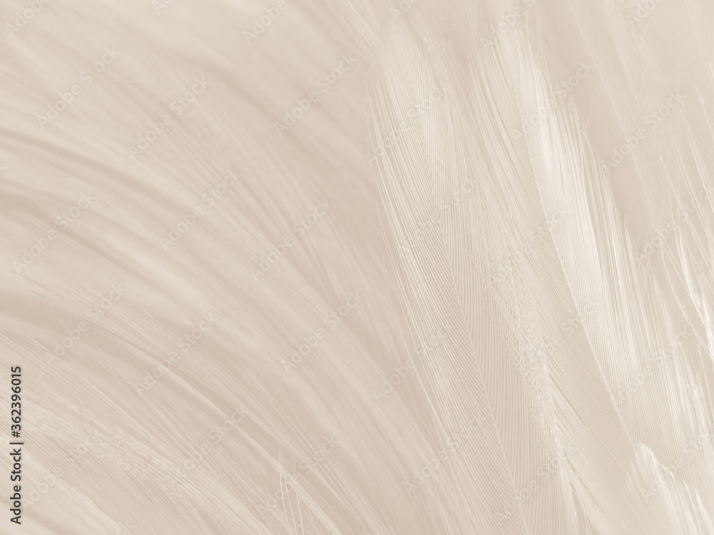 Obraz premium Beautiful abstract gray and white feathers on white background, soft brown feather texture on white pattern background, gray feather background