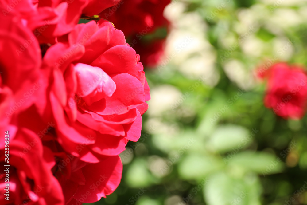 Closeup view of blooming rose bush outdoors on spring day. Space for text