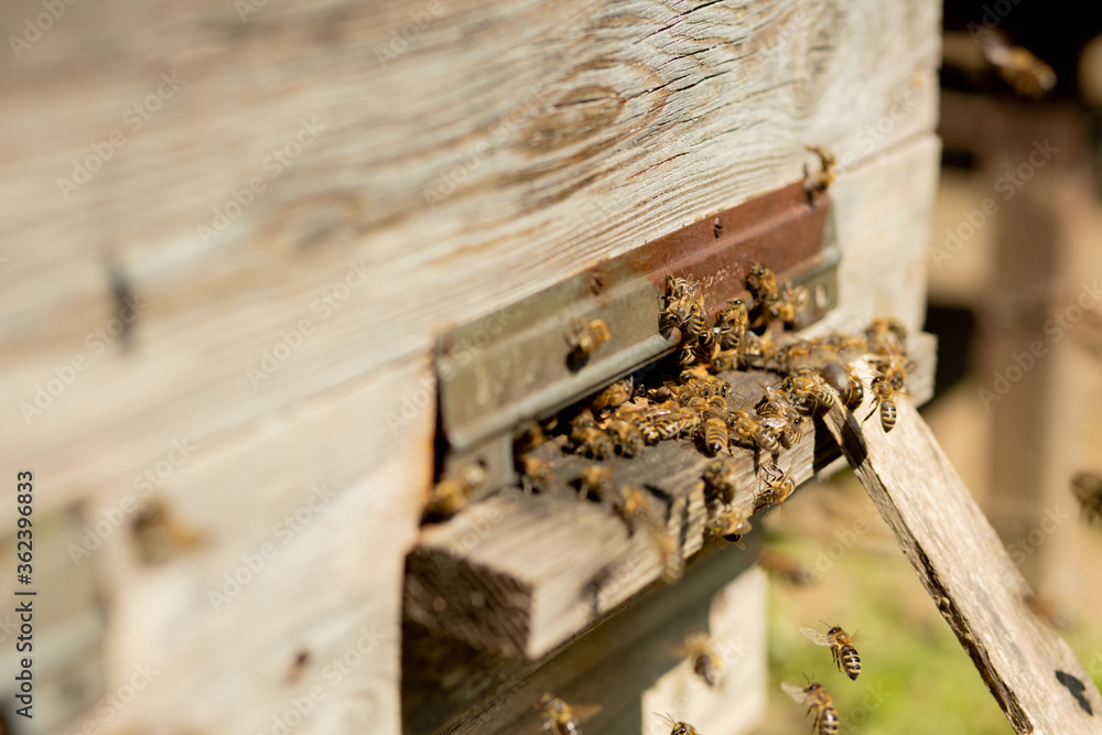 A lot of bees returning to bee hive and entering beehive with collected floral nectar and flower pollen. Swarm of bees collecting nectar from flowers. Healthy organic farm honey. A lot of bees returning to bee hive and entering beehive with collected floral nectar and flower pollen. Swarm of bees collecting nectar from flowers. Healthy organic farm honey.