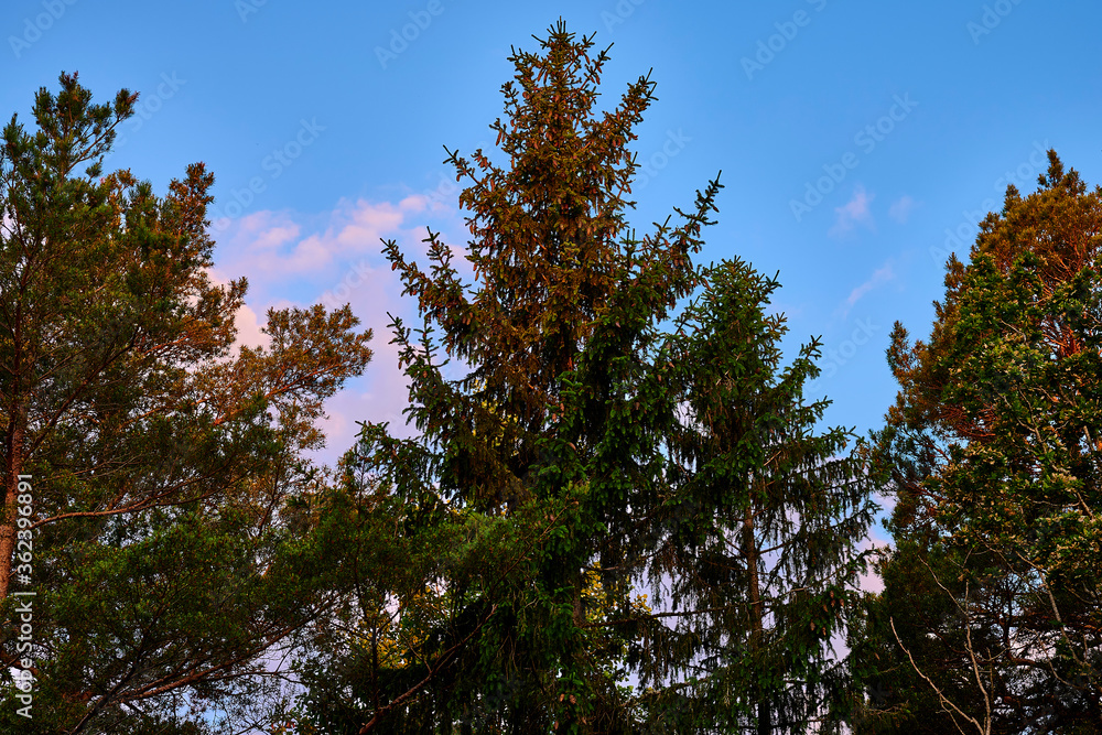 At dawn, the sun first lights up these fir peaks