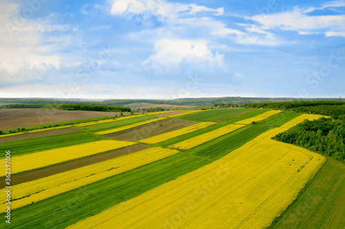 Cultivated field of yellow rapeseed against the blue sky © volody10