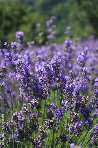 lavanda api  miele alla lavanda campi di lavanda  natura  fiori di lavanda viola