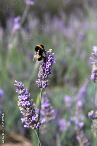 Fototapeta Naklejka Na Ścianę i Meble -  Close up of bee poised on lavender 