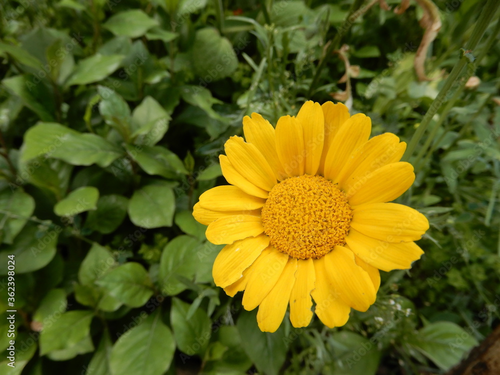 yellow flower in the garden yellow flower in the garden