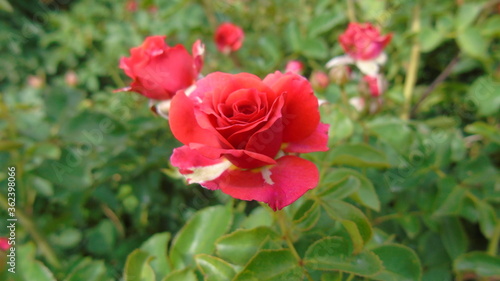 Wallpaper Mural red poppy flower Torontodigital.ca