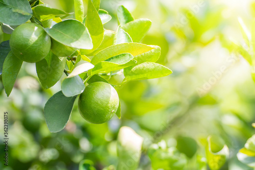 Wallpaper Mural Green lemon lime on tree in garden,Fresh lime green on the tree with light bokeh background Torontodigital.ca