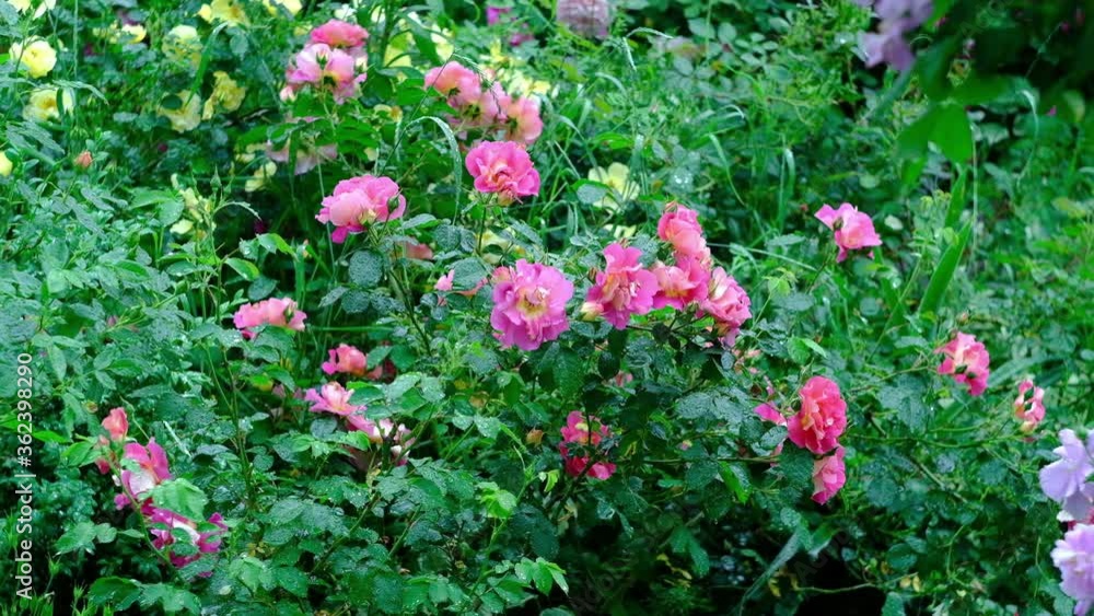 Flowers, buds of pink roses in the garden in the evening, after rain