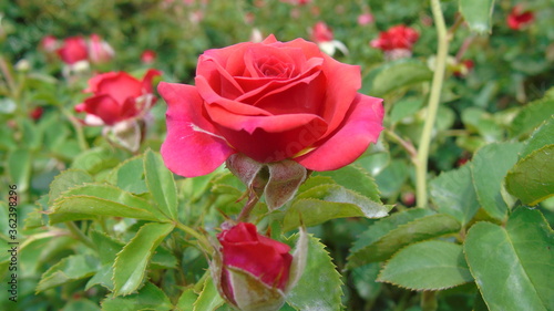 Wallpaper Mural red rose in garden Torontodigital.ca