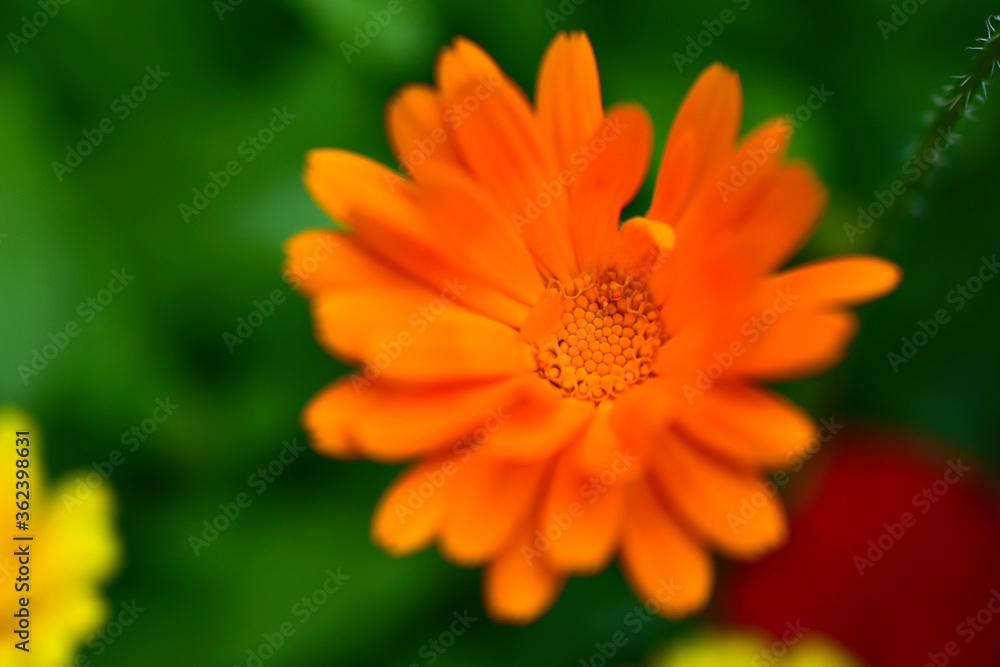 Orange and beautiful raster flowers in green like calendula Orange and beautiful raster flowers in green like calendula