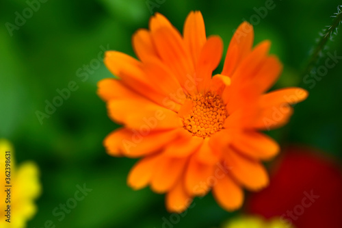 Orange and beautiful raster flowers in green like calendula