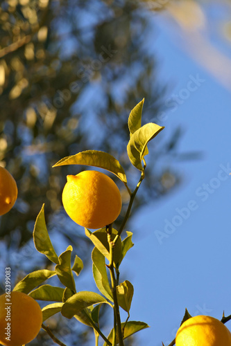 Closeup ripe yellow lemon and leaves on a branch of a lemon tree with blue sky