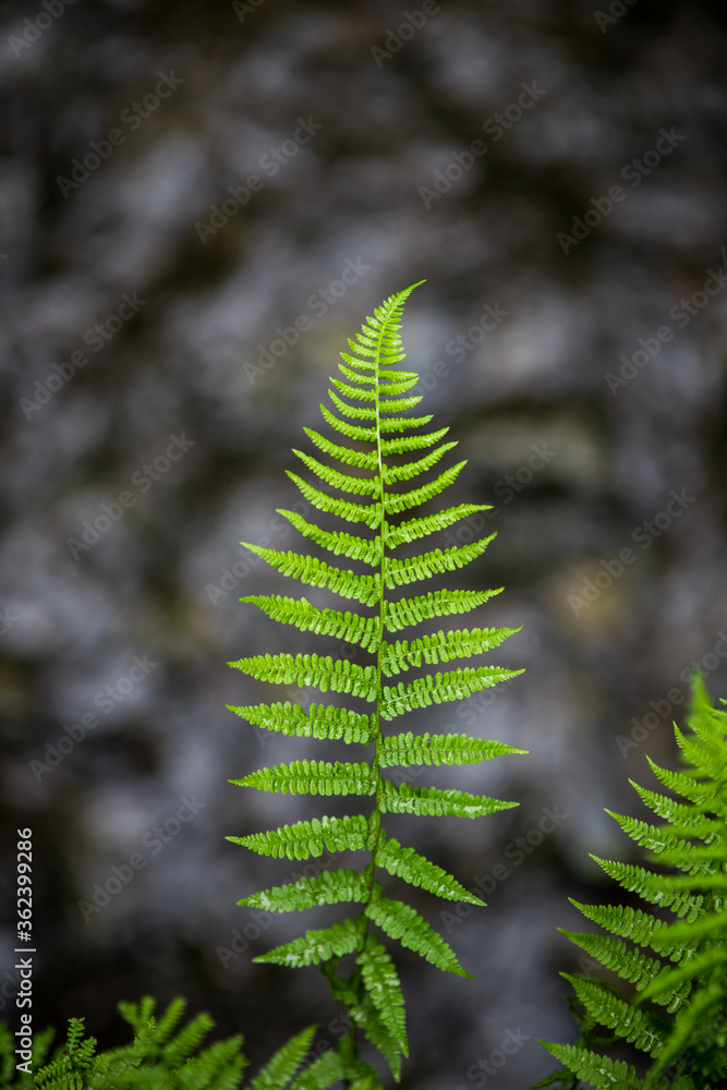 Green fern leaves and stems in a dark UK woodland. Fern above a shallow stream