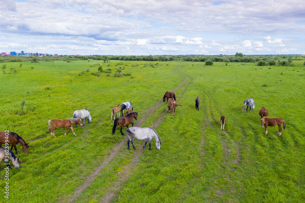 A herd of horses graze in a green meadow along the river