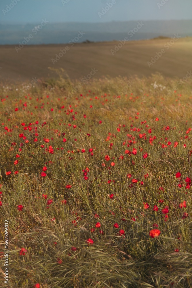 Obraz premium Poppies in an open field with lens flare from warm sunlight. Selective focus and motion blur.