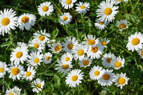 white daisies close-up, used as a background or texture © glavbooh