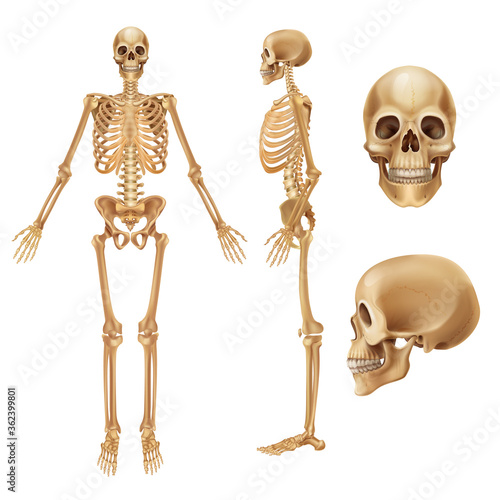 Human skeleton. Realistic front view of bones and joints, medical 3D illustration of skeleton elements. Vector anatomy illustration people skeletons on white background photo