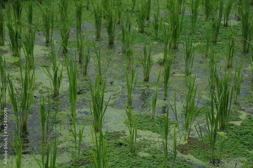 Close-up of paddy field Close-up of paddy field
