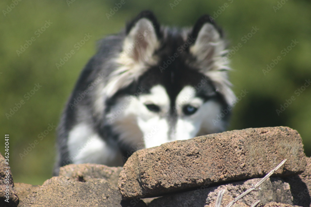 closeup face siberian husky breed dog