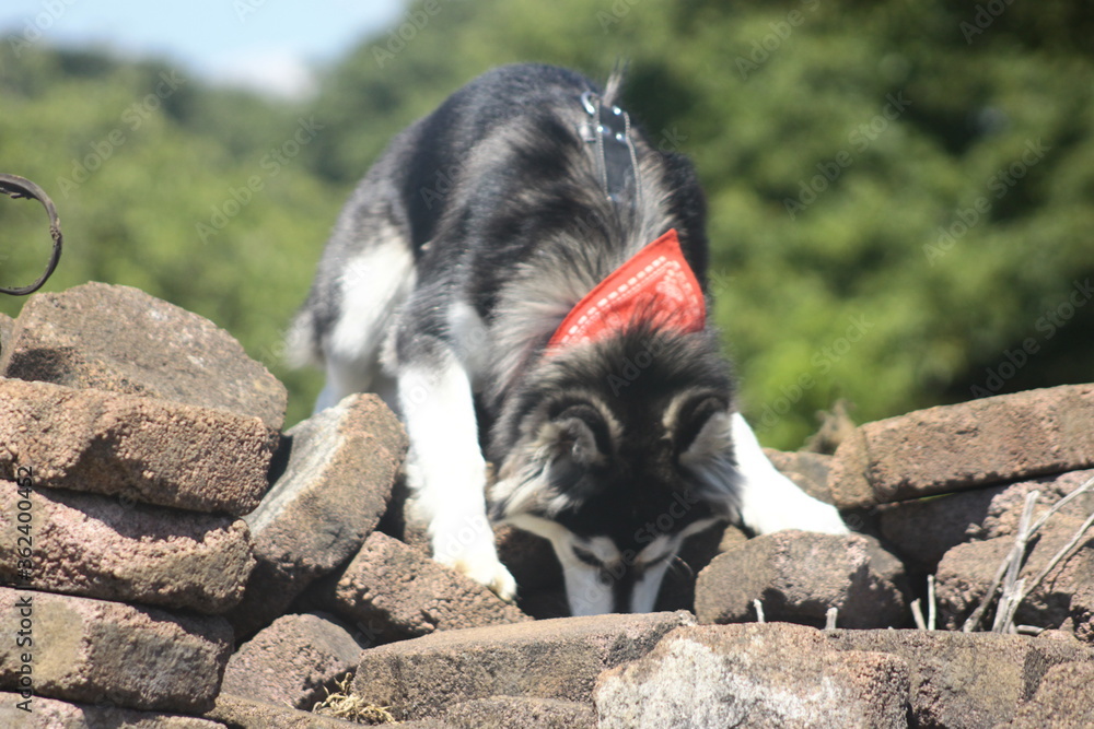 Siberian Husky breed dog playing between stones