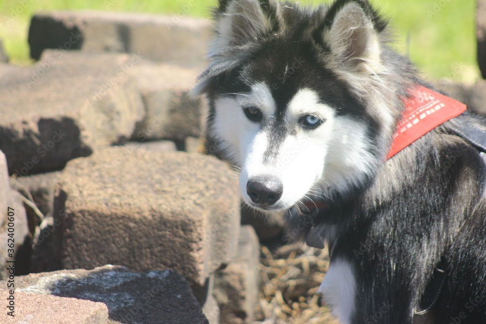 face Siberian Husky breed dog playing between stones