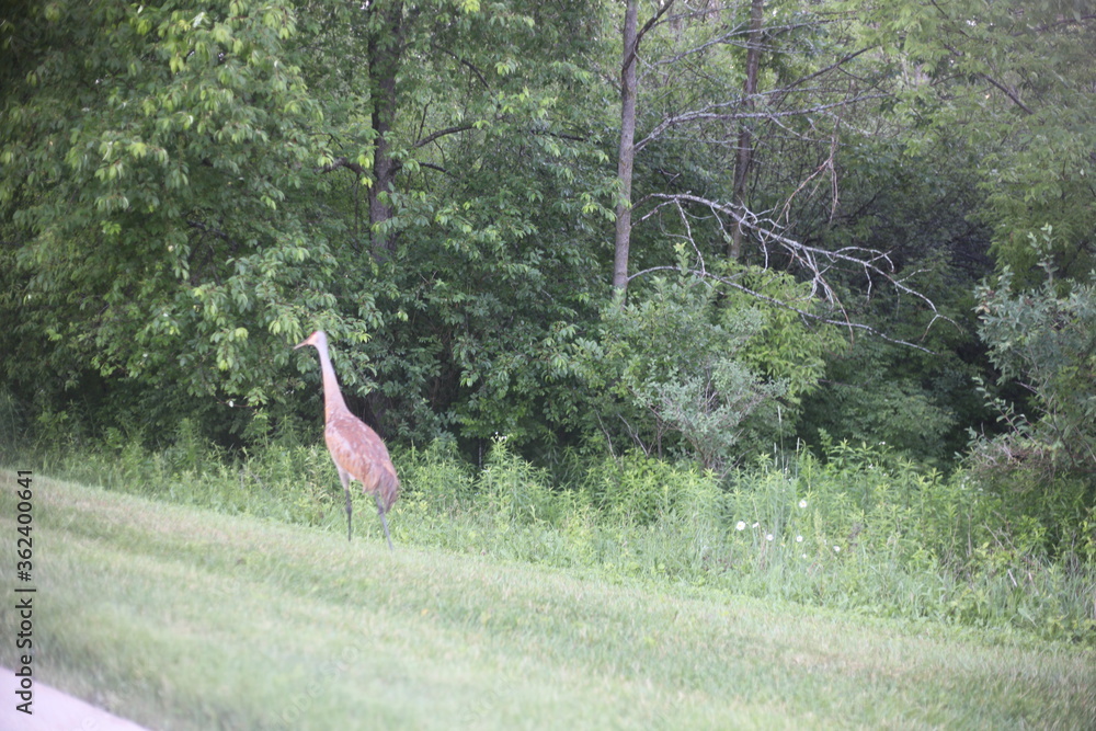 CRANE IN THE FOREST CRANE IN THE FOREST