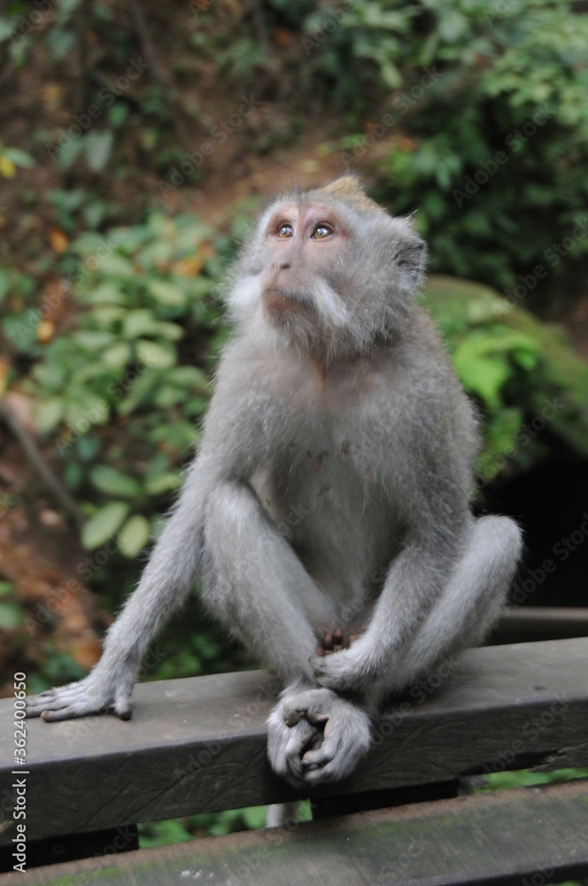 Monkey looking at something