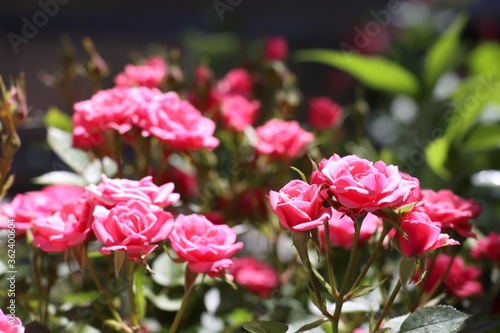Wallpaper Mural pink tulips in the garden Torontodigital.ca