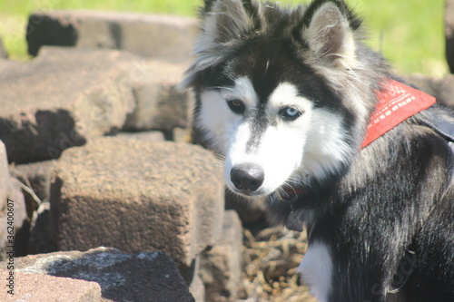 face Siberian Husky breed dog playing between stones 