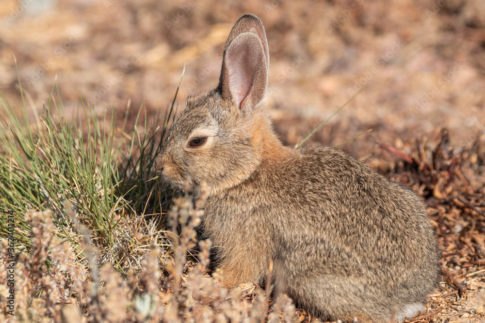 Cute Young Cottontail Rabbit in Arizona Cute Young Cottontail Rabbit in Arizona