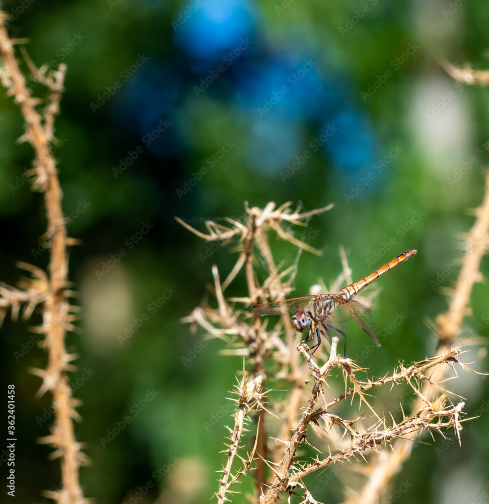 Copper-toned metallic-toned dragonfly perched on a dry plant with thorns on a yellow-brown background Copper-toned metallic-toned dragonfly perched on a dry plant with thorns on a yellow-brown background