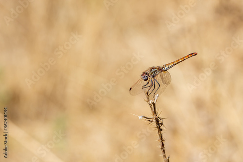 Copper-toned metallic-toned dragonfly (Crocothemis erythraea female) perched on a dry plant with thorns on a yellow-brown background