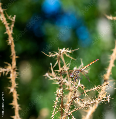 Copper-toned metallic-toned dragonfly perched on a dry plant with thorns on a yellow-brown background