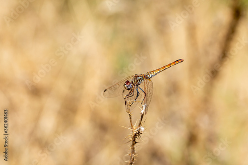 Copper-toned metallic-toned dragonfly (Crocothemis erythraea female) perched on a dry plant with thorns on a yellow-brown background