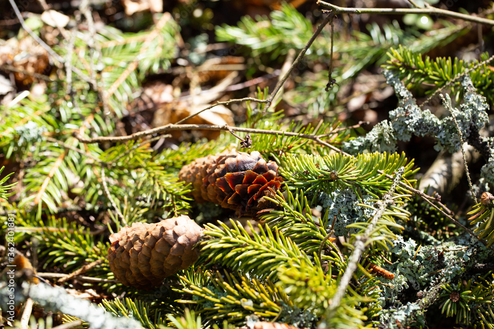 Obraz premium Branches of the tree with cones
