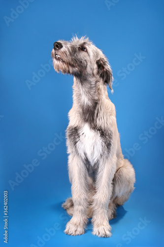 Irish wolfhound sits on a blue background.