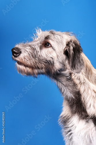 Irish wolfhound on a blue background.