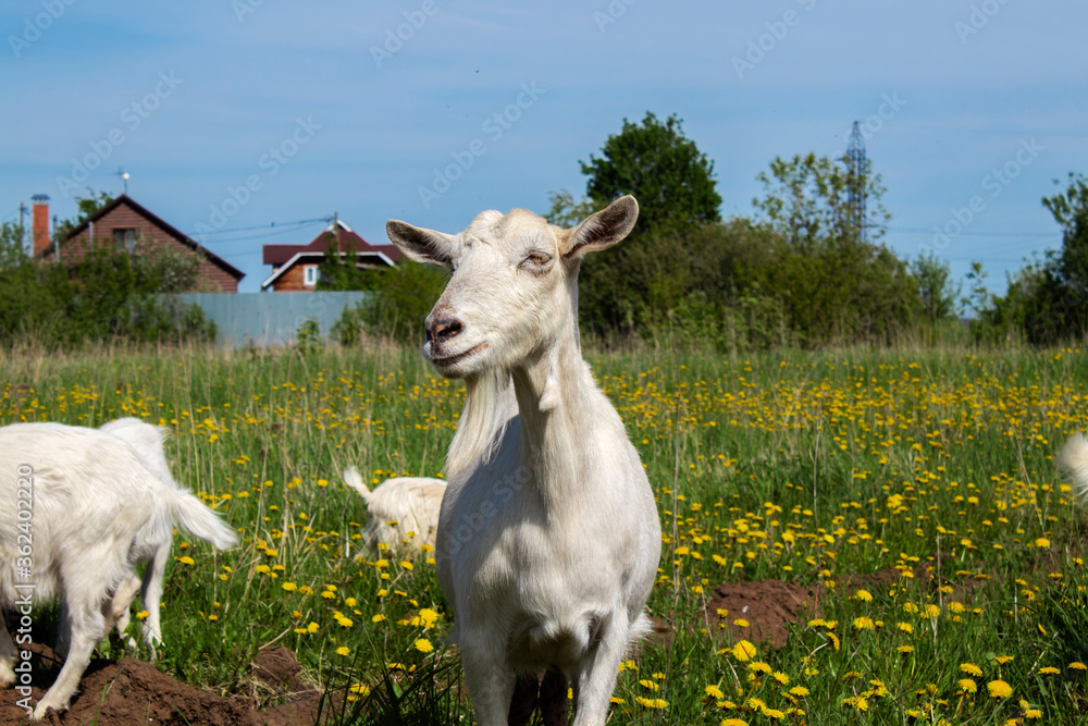 Obraz premium A goat standing in a green pasture with valley at the background