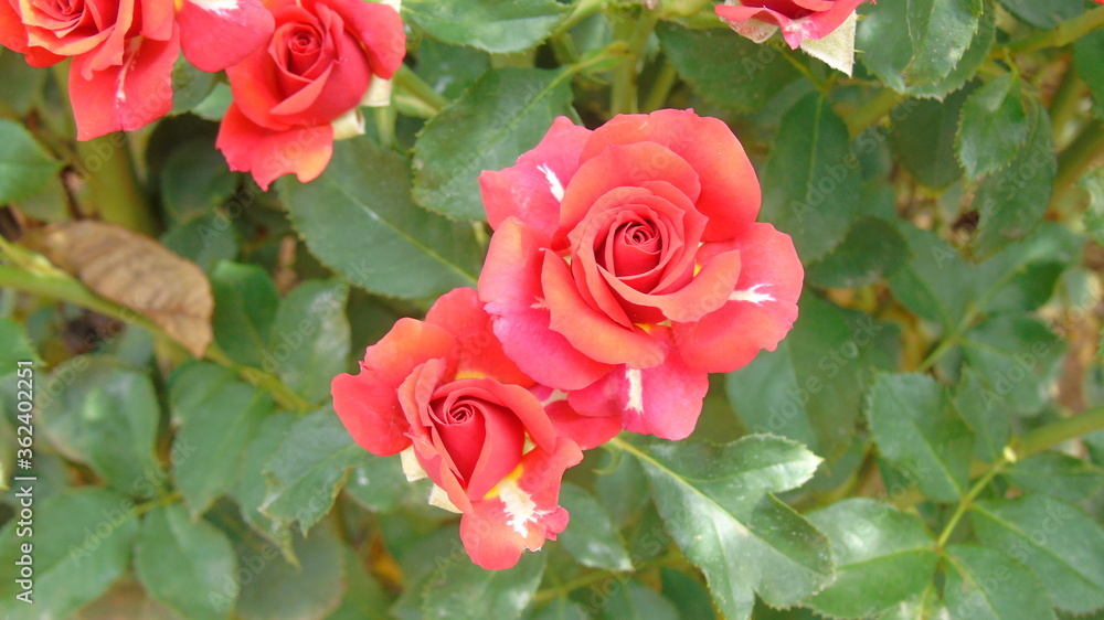 red roses in garden red roses in garden