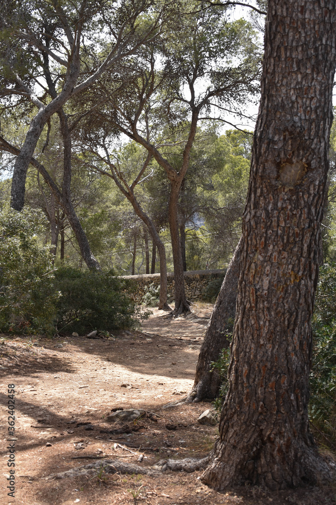 Bosque natural con árboles y caminos en el mediterráneo Mallorca - Islas Baleares - España. Bosque natural con árboles y caminos en el mediterráneo Mallorca - Islas Baleares - España.
