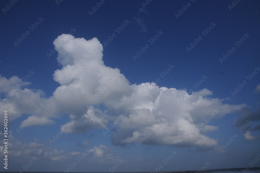 Bear in the clouds Bear in the clouds