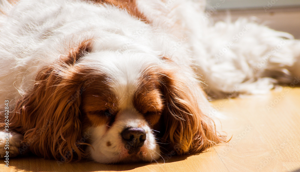 cavalier king charles spaniel dog lying on the floor in the sun with his eyes closed. cavalier king charles spaniel dog lying on the floor in the sun with his eyes closed.