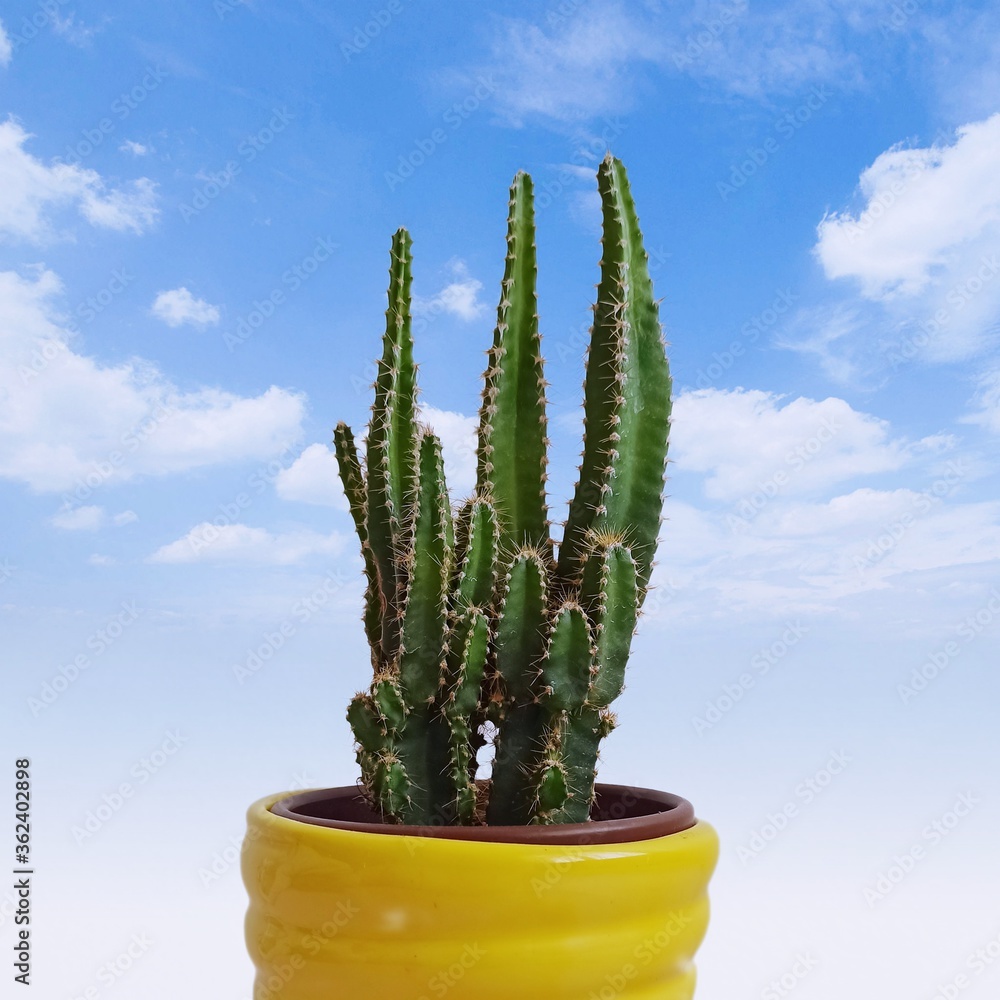 cactus in a pot cactus in a pot