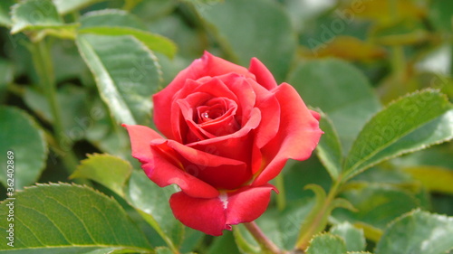 red rose in garden