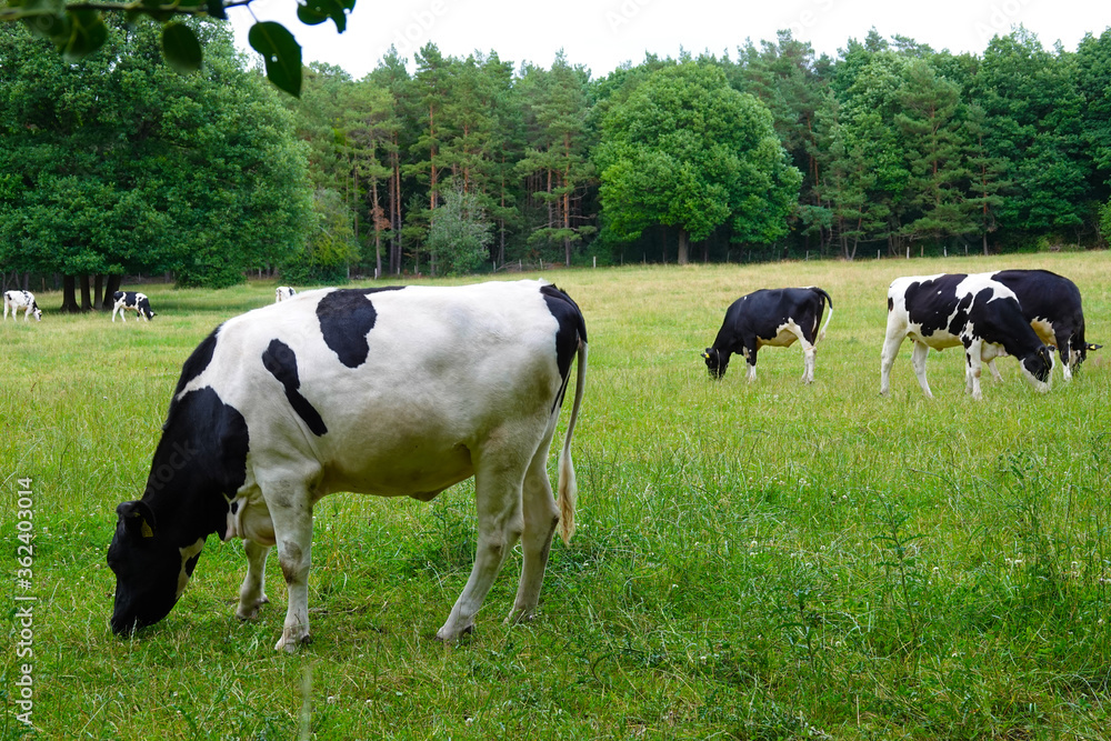 Cows grazing in the meadow