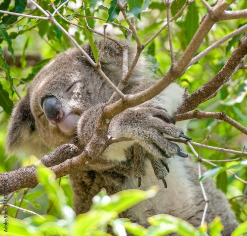 Canvas Print Low angle shallow focus closeup shot of a koala sleeping on a tree branch