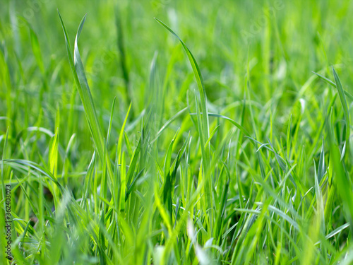 Blurred image of green grass. Grass greens, background image. Blurred wallpaper. Grass close up macro background